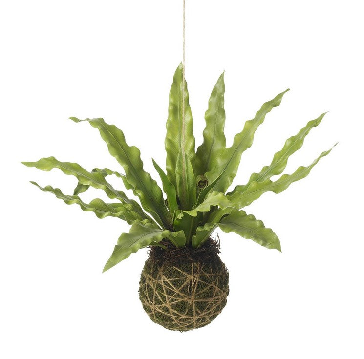 Asplenium Ball