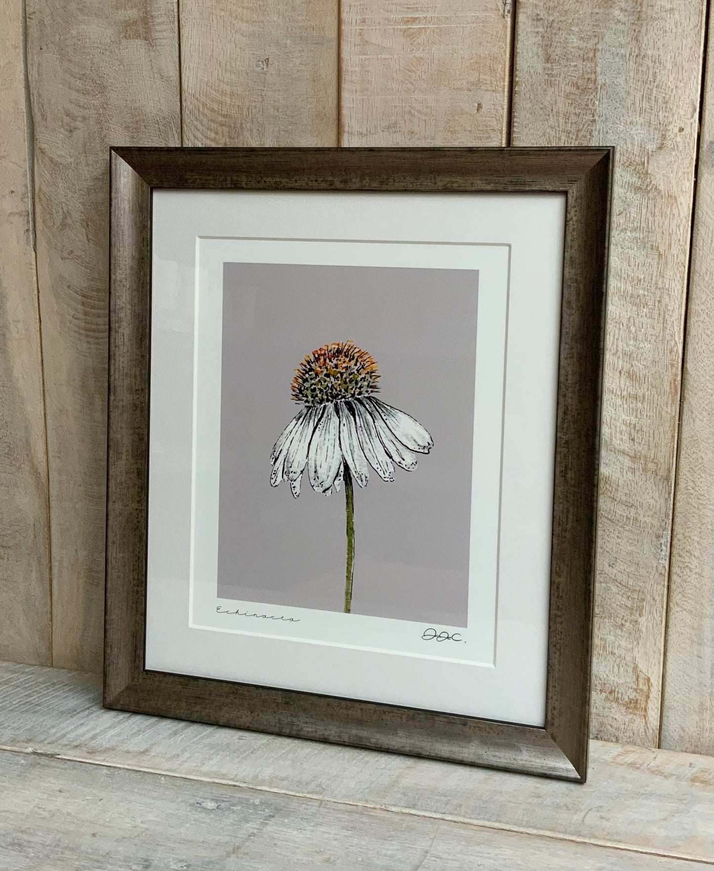 Echinacea Framed Fine Art Print