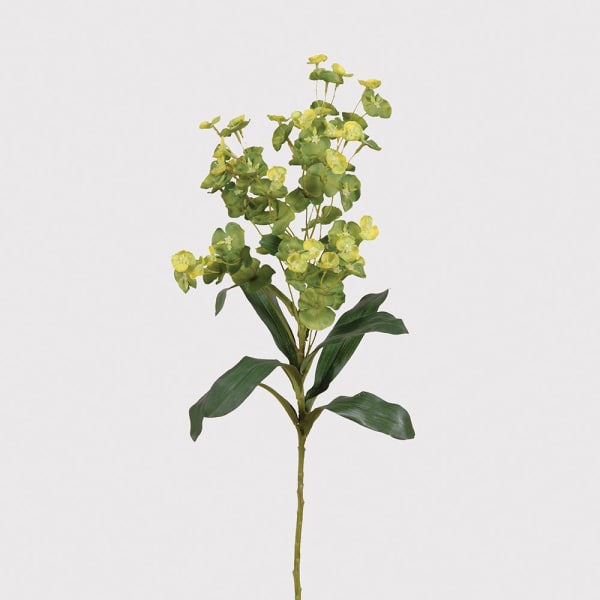 Lime Euphorbia