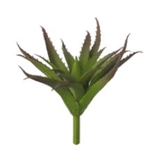 Agave